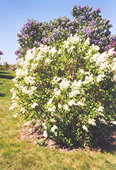 Primrose Lilac (Syringa vulgaris 'Primrose') at Strader's Garden Centers