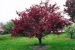 Profusion Flowering Crab (Malus 'Profusion') at Strader's Garden Centers