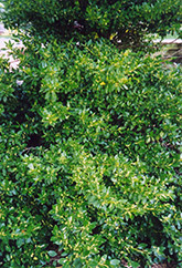 Wintercreeper (Euonymus fortunei) at Strader's Garden Centers