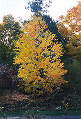 Katsura Tree (Cercidiphyllum japonicum) at Strader's Garden Centers