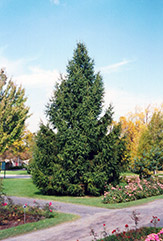 Norway Spruce (Picea abies) at Strader's Garden Centers