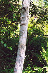 Whitespire Birch (Betula populifolia 'Whitespire') at Strader's Garden Centers