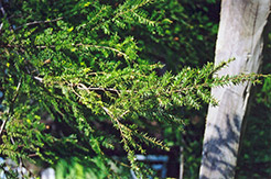 Canadian Hemlock (Tsuga canadensis) at Strader's Garden Centers