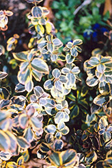 Canadale Gold Wintercreeper (Euonymus fortunei 'Canadale Gold') at Strader's Garden Centers