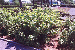 Consort Black Currant (Ribes nigrum 'Consort') at Strader's Garden Centers