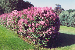 Minuet Lilac (Syringa x prestoniae 'Minuet') at Strader's Garden Centers