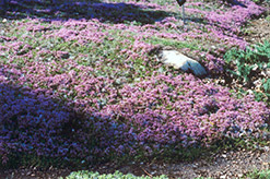 Mother-of-Thyme (Thymus praecox) at Strader's Garden Centers