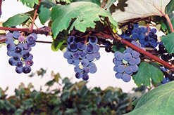 Concord Grape (Vitis 'Concord') at Strader's Garden Centers