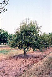 Bartlett Pear (Pyrus communis 'Bartlett') at Strader's Garden Centers