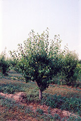 Anjou Pear (Pyrus communis 'Anjou') at Strader's Garden Centers
