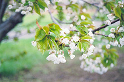 Van Cherry (Prunus avium 'Van') at Strader's Garden Centers