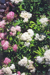 Shirobana Spirea (Spiraea japonica 'Shirobana') at Strader's Garden Centers