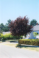 Newport Plum (Prunus cerasifera 'Newport') at Strader's Garden Centers