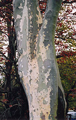 London Planetree (Platanus x acerifolia) at Strader's Garden Centers