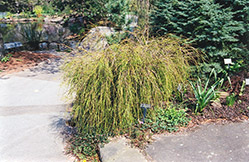 Threadleaf Arborvitae (Thuja plicata 'Filiformis') at Strader's Garden Centers