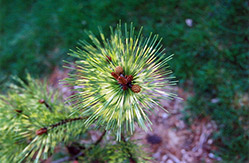 Dragon's Eye Japanese Red Pine (Pinus densiflora 'Oculus Draconis') at Strader's Garden Centers