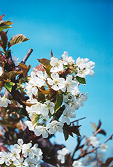 Bing Cherry (Prunus avium 'Bing') at Strader's Garden Centers