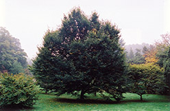 European Hornbeam (Carpinus betulus) at Strader's Garden Centers