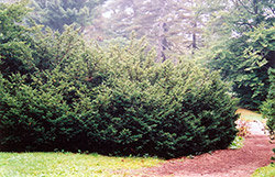 Densa Japanese Yew (Taxus cuspidata 'Densa') at Strader's Garden Centers