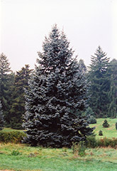Hoopsii Blue Spruce (Picea pungens 'Hoopsii') at Strader's Garden Centers