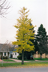 Princeton Sentry Ginkgo (Ginkgo biloba 'Princeton Sentry') at Strader's Garden Centers