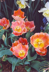 Apricot Beauty Tulip (Tulipa 'Apricot Beauty') at Strader's Garden Centers