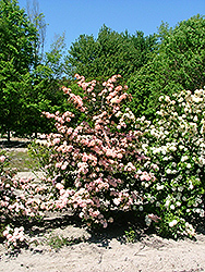 Sparkling Pink Champagne Viburnum (Viburnum plicatum 'Spichazam') at Strader's Garden Centers