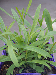 Russian Tarragon (Artemisia dracunculoides) at Strader's Garden Centers