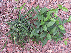 Jade Wax Plant (Hoya carnosa 'Jade') at Strader's Garden Centers