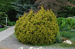 Rheingold Arborvitae (Thuja occidentalis 'Rheingold') at Strader's Garden Centers