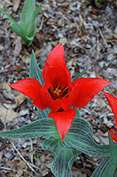 Red Riding Hood Tulip (Tulipa 'Red Riding Hood') at Strader's Garden Centers