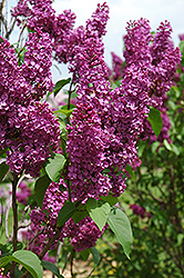 Ludwig Spaeth Lilac (Syringa vulgaris 'Ludwig Spaeth') at Strader's Garden Centers