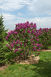Ludwig Spaeth Lilac (Syringa vulgaris 'Ludwig Spaeth') at Strader's Garden Centers