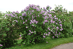 Michel Buchner Lilac (Syringa vulgaris 'Michel Buchner') at Strader's Garden Centers