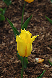 Yokohama Tulip (Tulipa 'Yokohama') at Strader's Garden Centers