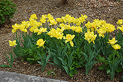Monte Carlo Tulip (Tulipa 'Monte Carlo') at Strader's Garden Centers