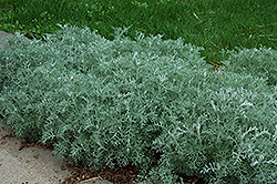 Silver Frost Artemesia (Artemisia ludoviciana 'Silver Frost') at Strader's Garden Centers