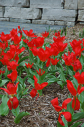 Red Emperor Tulip (Tulipa fosteriana 'Red Emperor') at Strader's Garden Centers