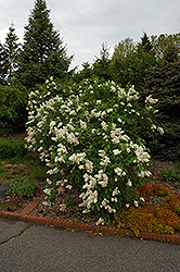 Mme. Lemoine Lilac (Syringa vulgaris 'Mme. Lemoine') at Strader's Garden Centers