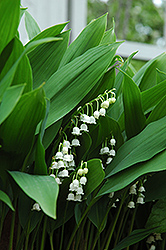 Lily-Of-The-Valley (Convallaria majalis) at Strader's Garden Centers