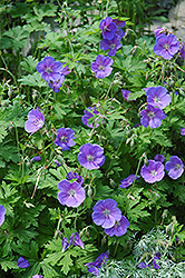 Johnson's Blue Cranesbill (Geranium 'Johnson's Blue') at Strader's Garden Centers