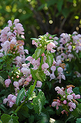 Shell Pink Spotted Dead Nettle (Lamium maculatum 'Shell Pink') at Strader's Garden Centers