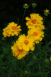Early Sunrise Tickseed (Coreopsis 'Early Sunrise') at Strader's Garden Centers