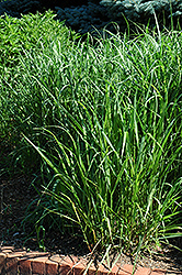 Switch Grass (Panicum virgatum) at Strader's Garden Centers