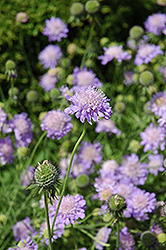 Blue Mist Pincushion Flower (Scabiosa 'Blue Mist') at Strader's Garden Centers