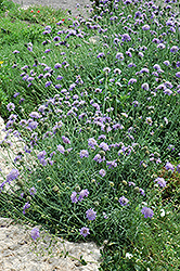 Blue Mist Pincushion Flower (Scabiosa 'Blue Mist') at Strader's Garden Centers