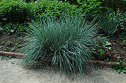 Blue Oat Grass (Helictotrichon sempervirens) at Strader's Garden Centers