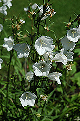 White Carpathain Bellflower (Campanula carpatica 'Alba') at Strader's Garden Centers