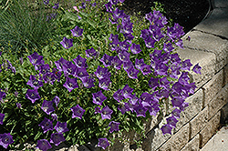 Blue Clips Bellflower (Campanula carpatica 'Blue Clips') at Strader's Garden Centers