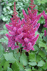 Visions Astilbe (Astilbe chinensis 'Visions') at Strader's Garden Centers